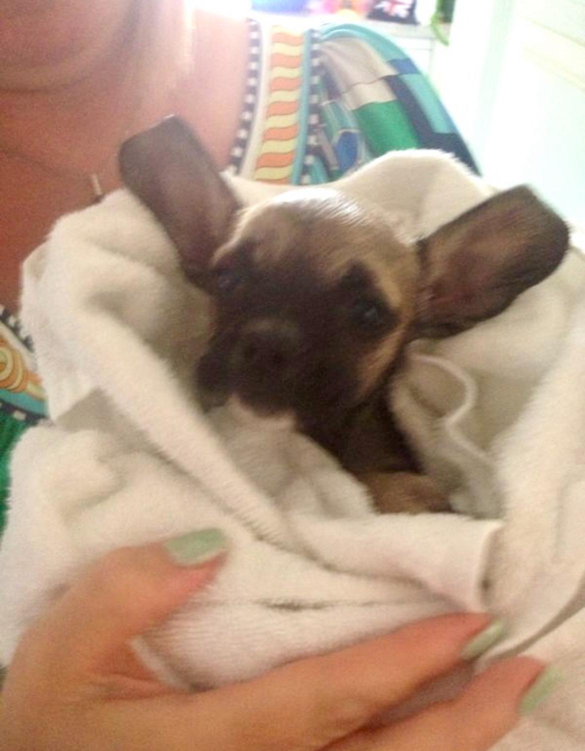 The rescued baby right after her bath, wrapped in a towel