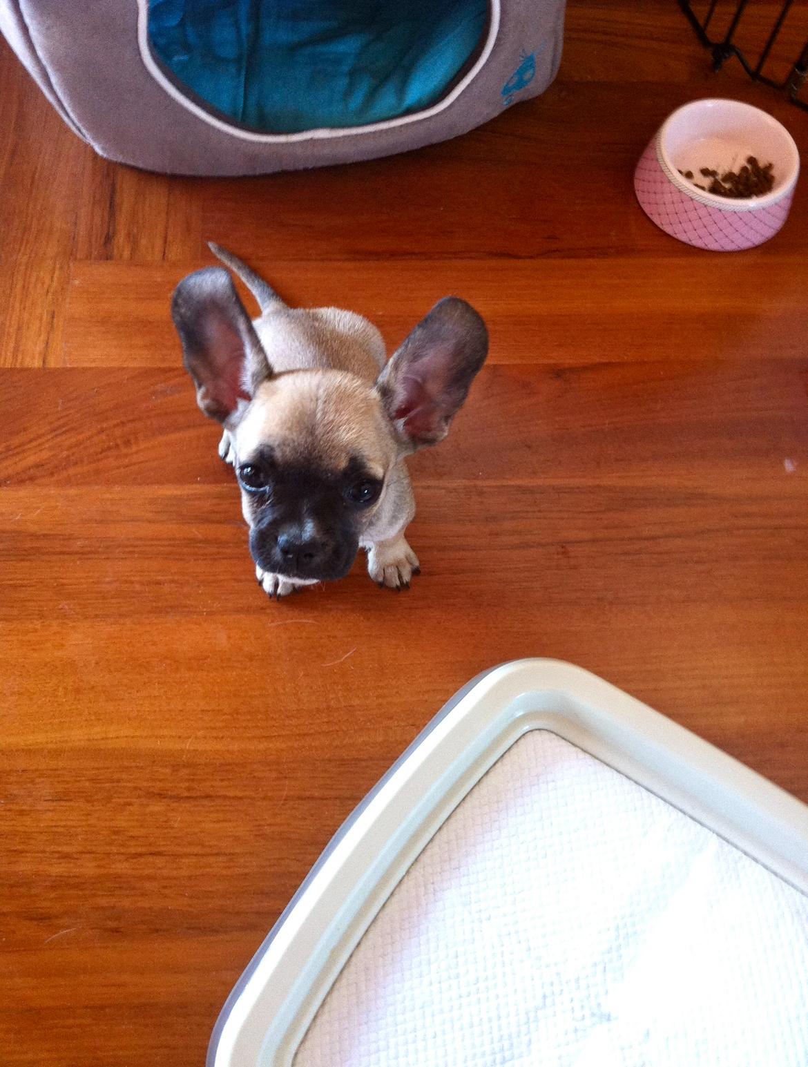 Puppy Alyonka with enormous petal ears, standing on the floor