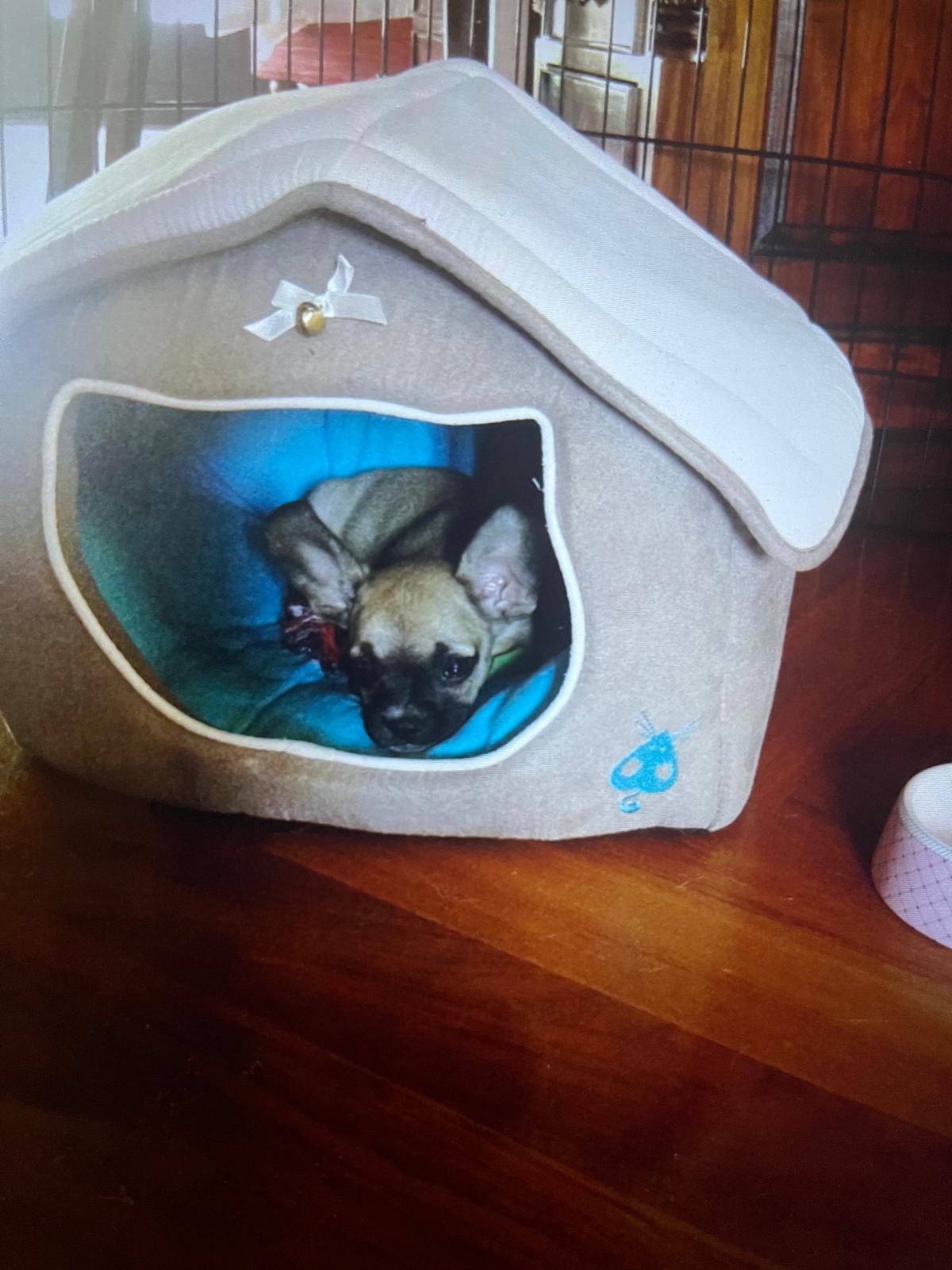 Puppy Alyonka peeking out of her little dog house