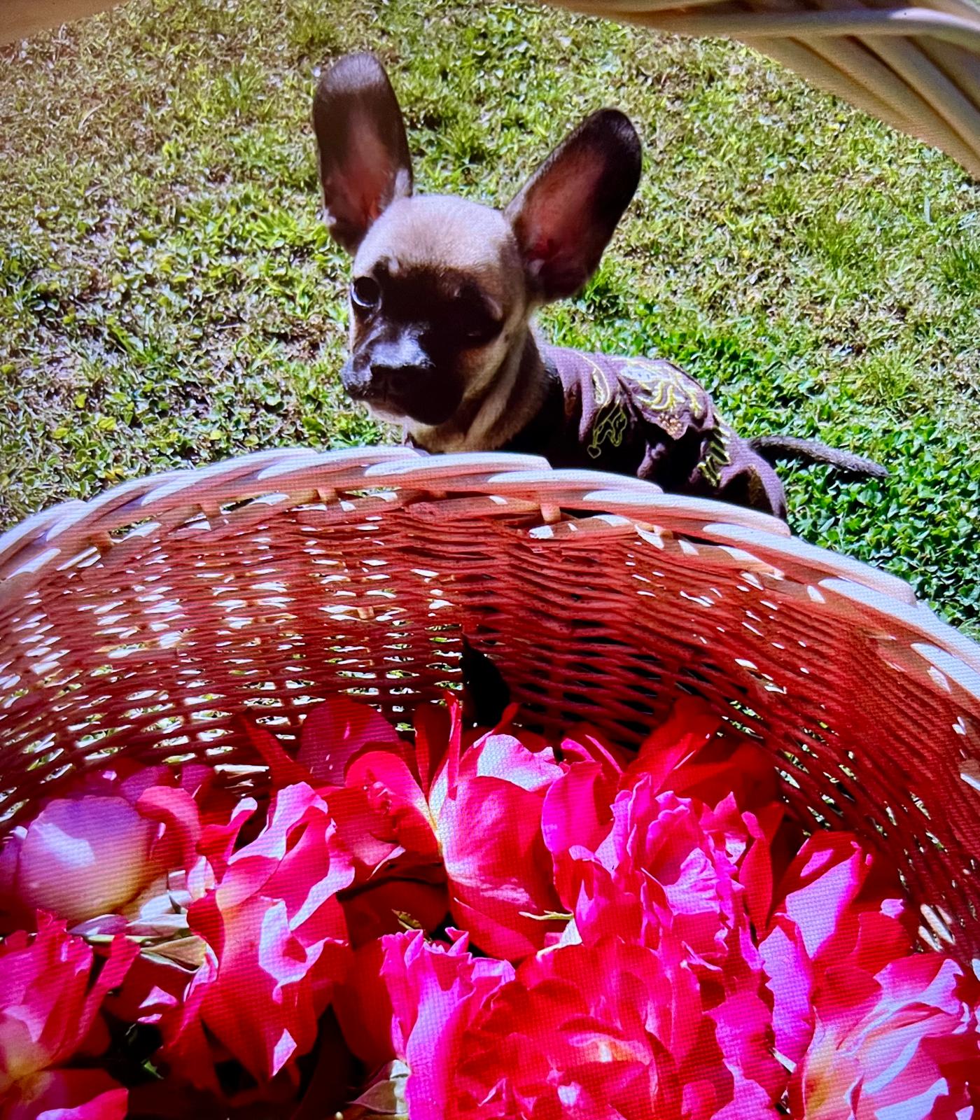Adult Alyonka with a basket of roses in the garden