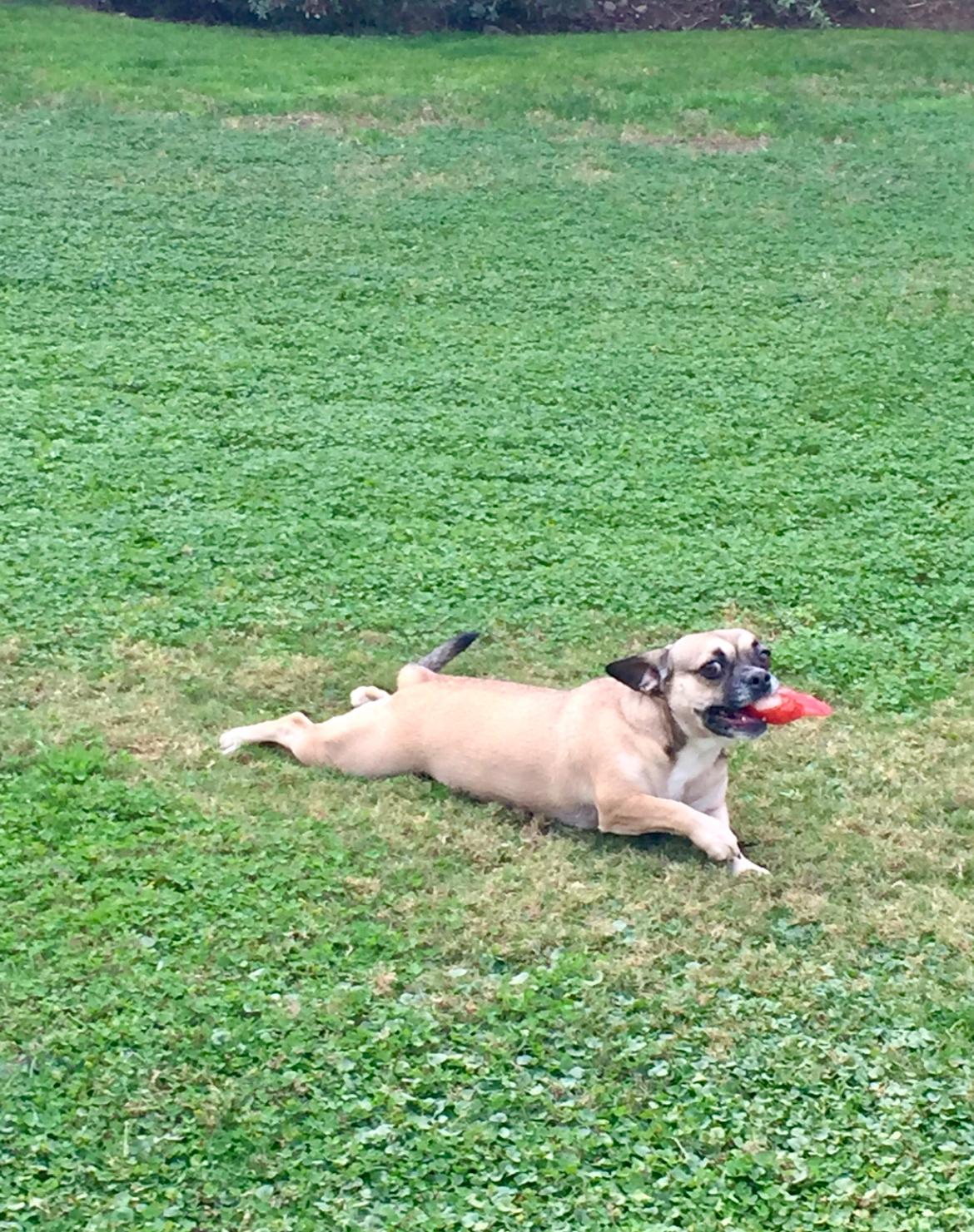 Alyonka on the lawn with yet another stolen shoe in her mouth