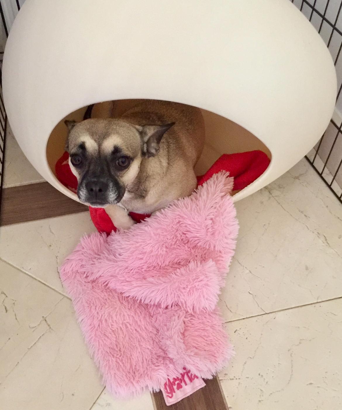 Alyonka curled up in her round bed, wrapped in a pink blanket