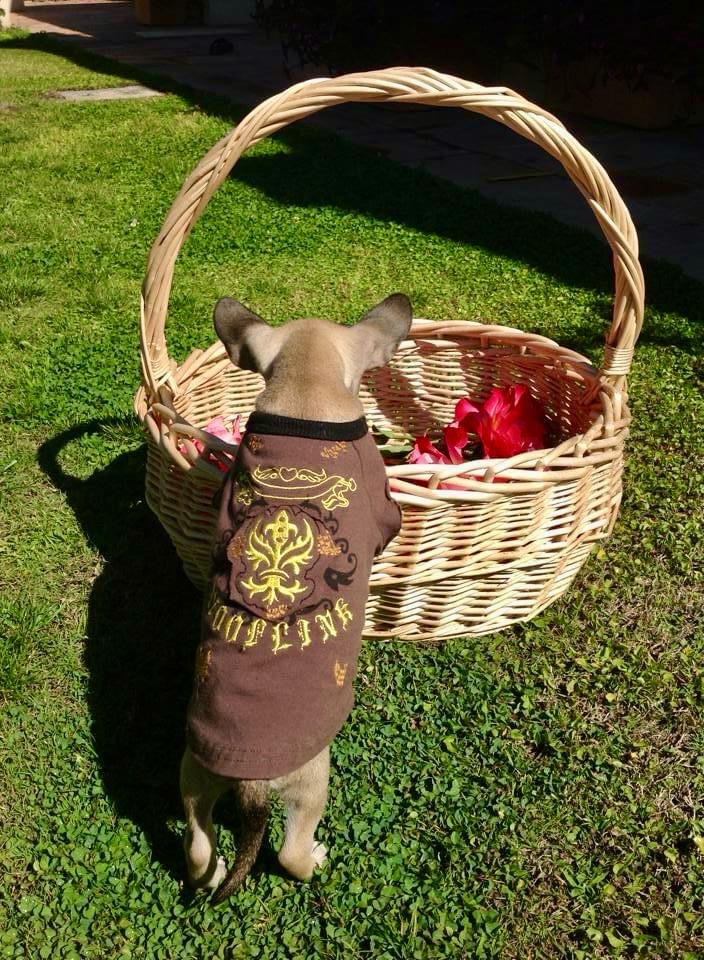 Alyonka in a little printed shirt, standing on her hind legs to reach a basket of flowers