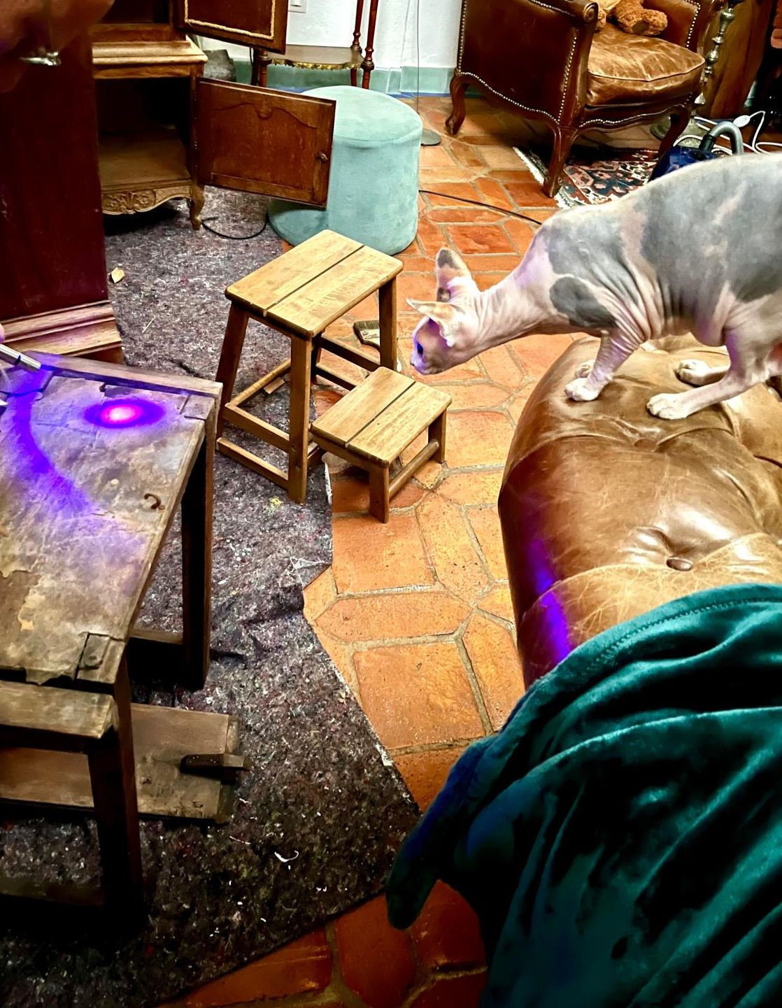 Examining the paper under UV light on the workbench, with a curious sphynx cat nearby
