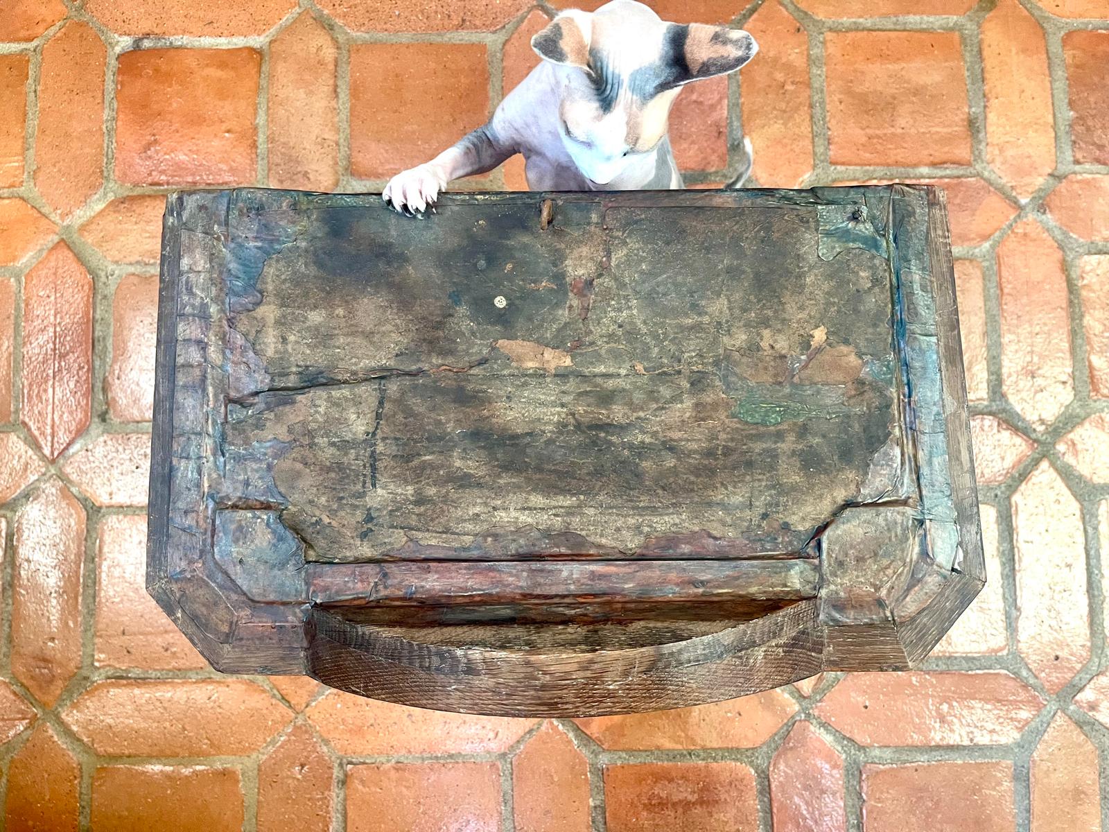 The Don Sphynx cat Bibisechka touching the roof panel with her paw