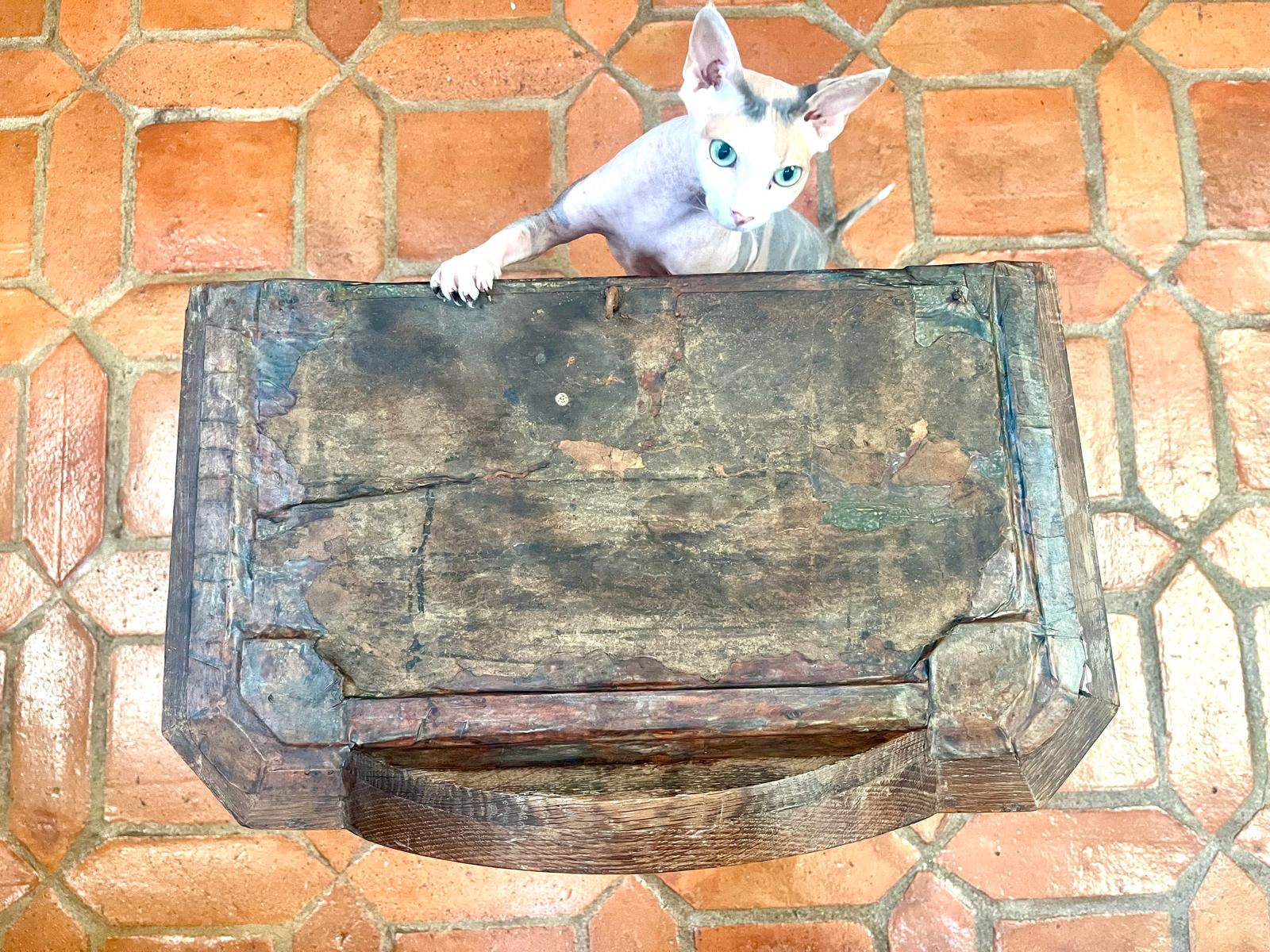 The Don Sphynx cat Bibisechka looking into the camera beside the roof panel