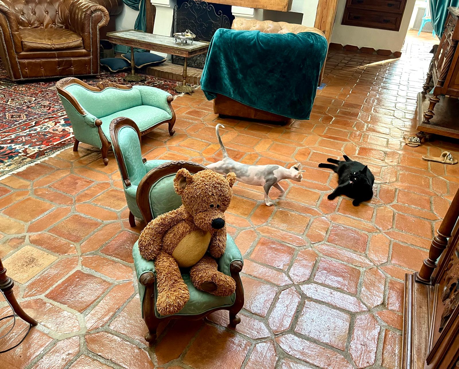Bagheera and the sphynx Bibisechka playing in the living room next to the plush bear