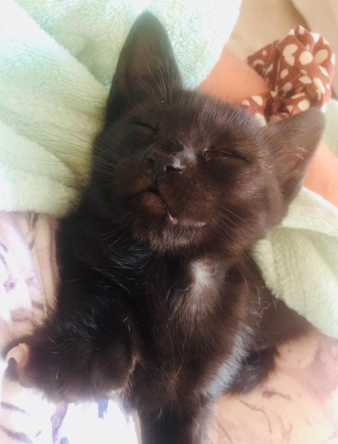 Kitten Bagheera, just bathed and wrapped in a towel