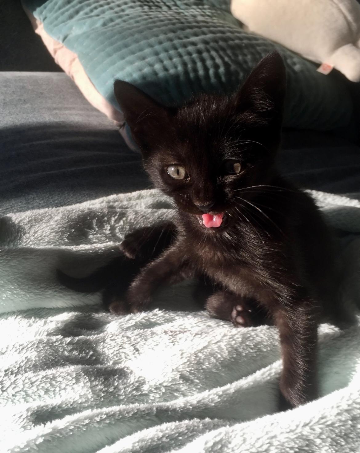 Kitten Bagheera peeking out of the towel