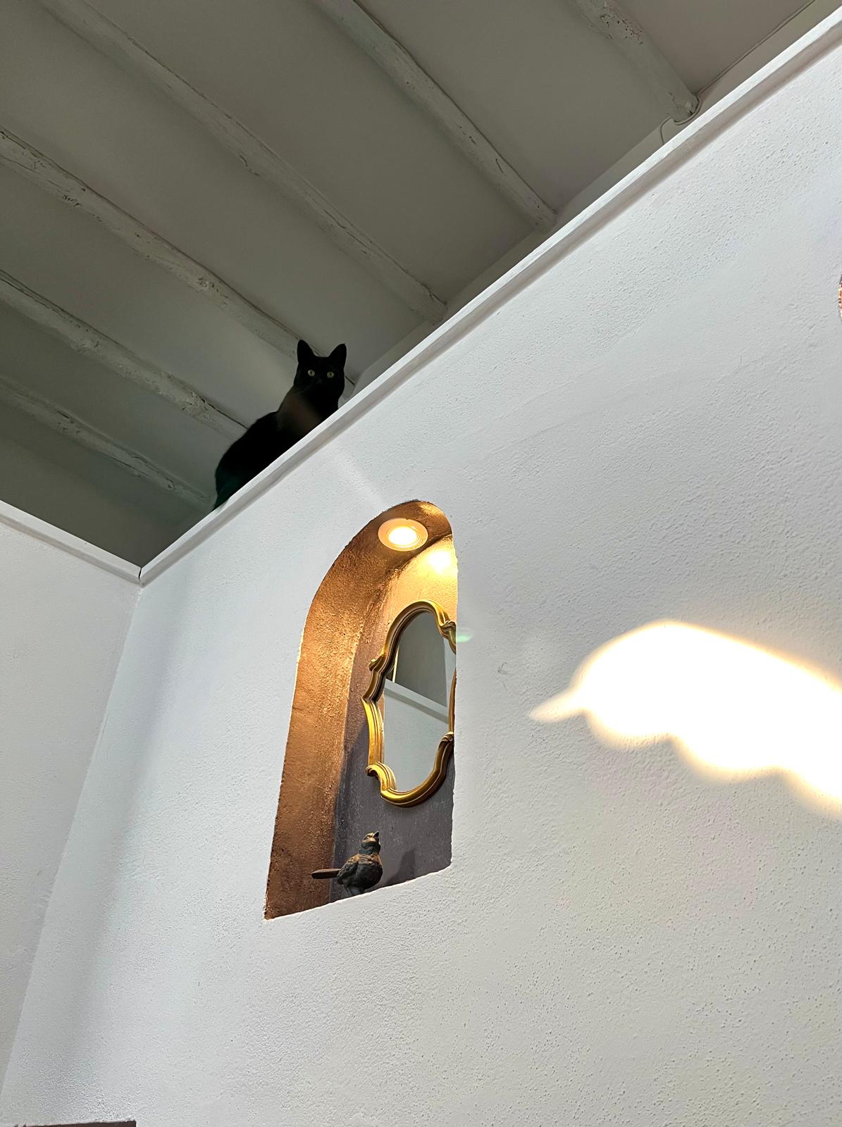 Bagheera sitting regally up near the ceiling, surveying her domain from above