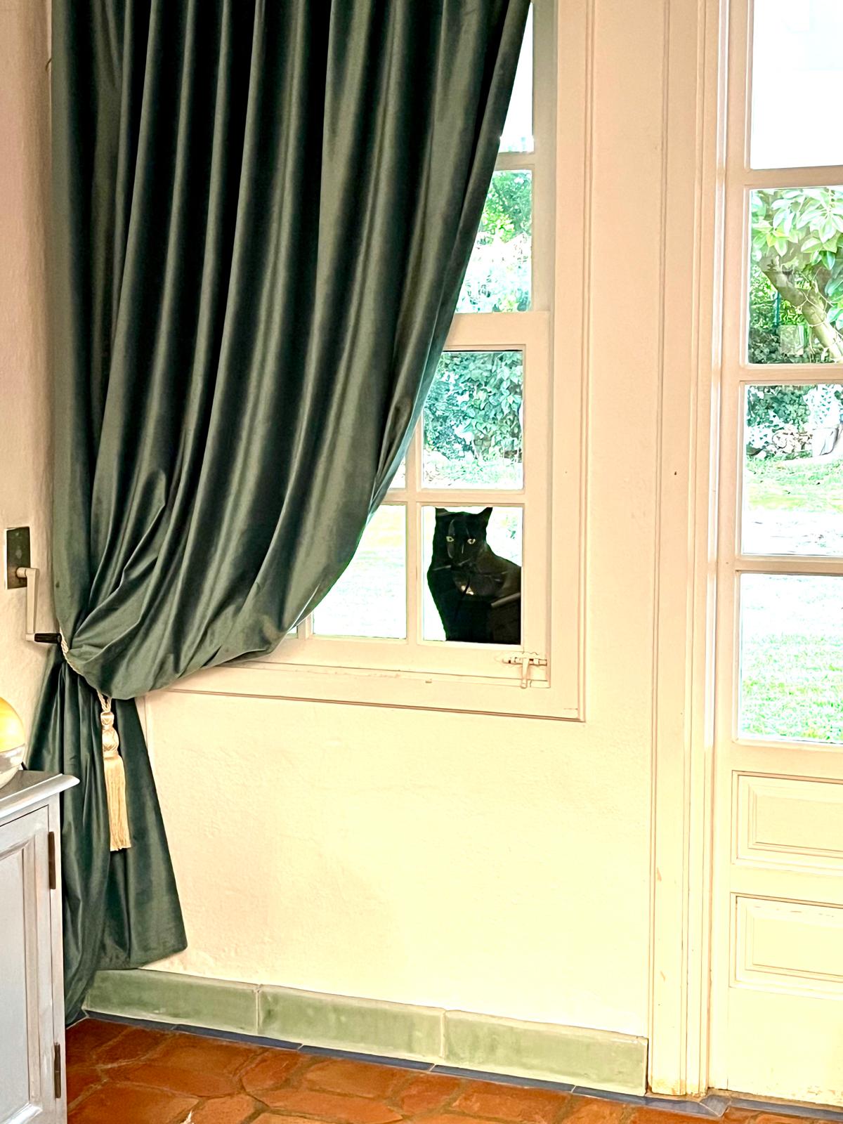 The black cat Bagheera looking into the room through the windowpane from outside, past the curtain
