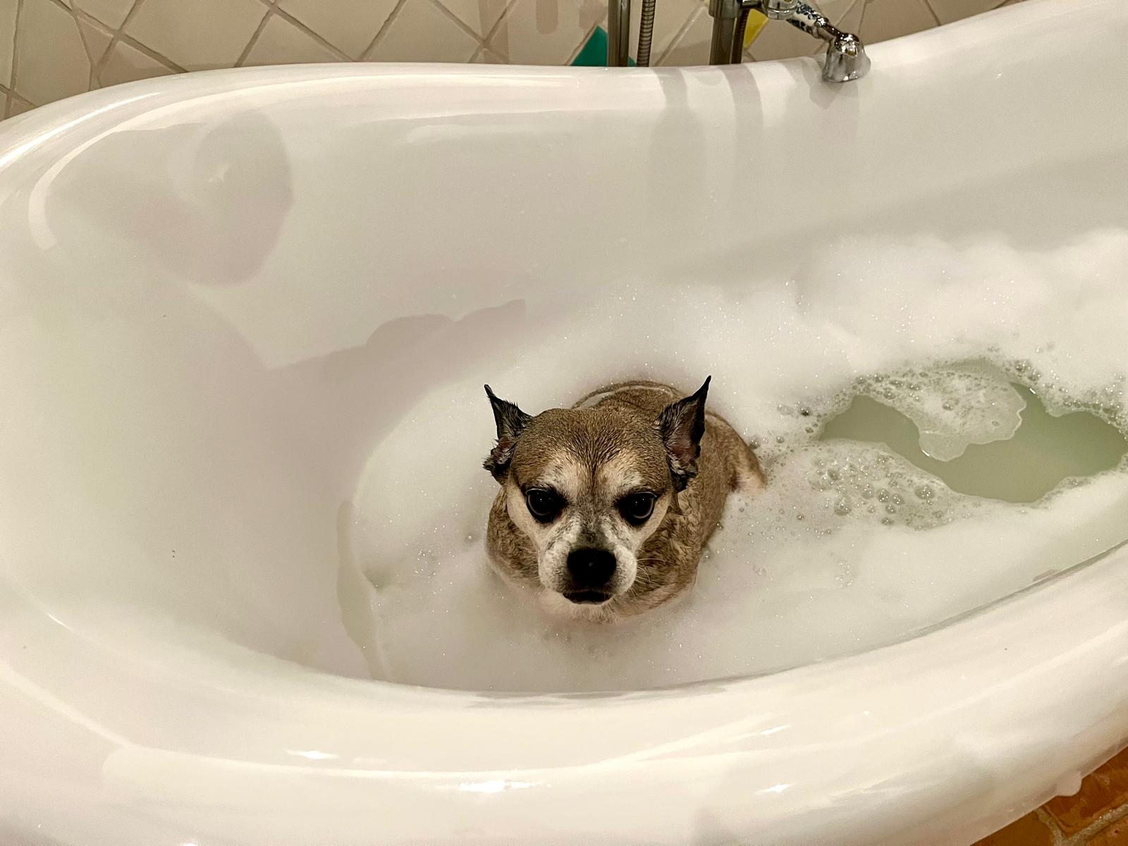 Alyonka in the foam, mid-bath