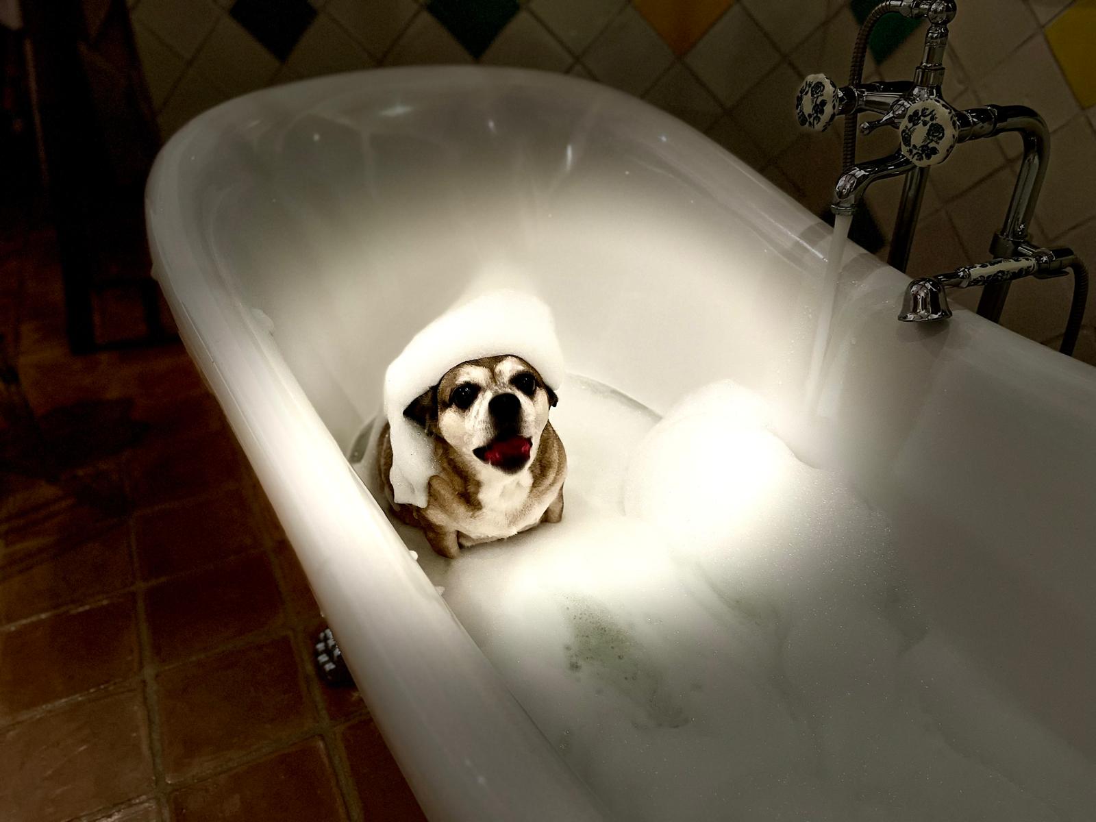 Alyonka in her foam cap, close up