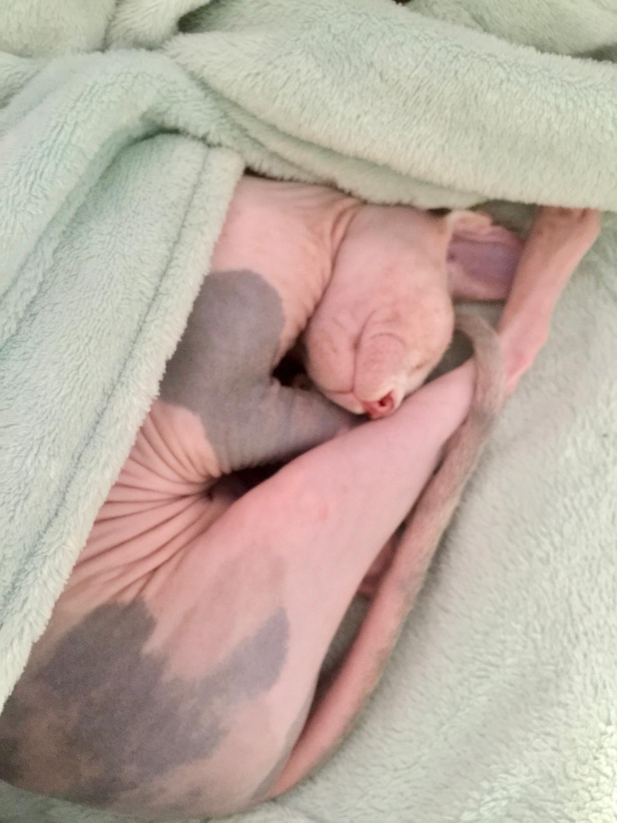 Kitten Bibisechka curled up tight inside a soft blanket