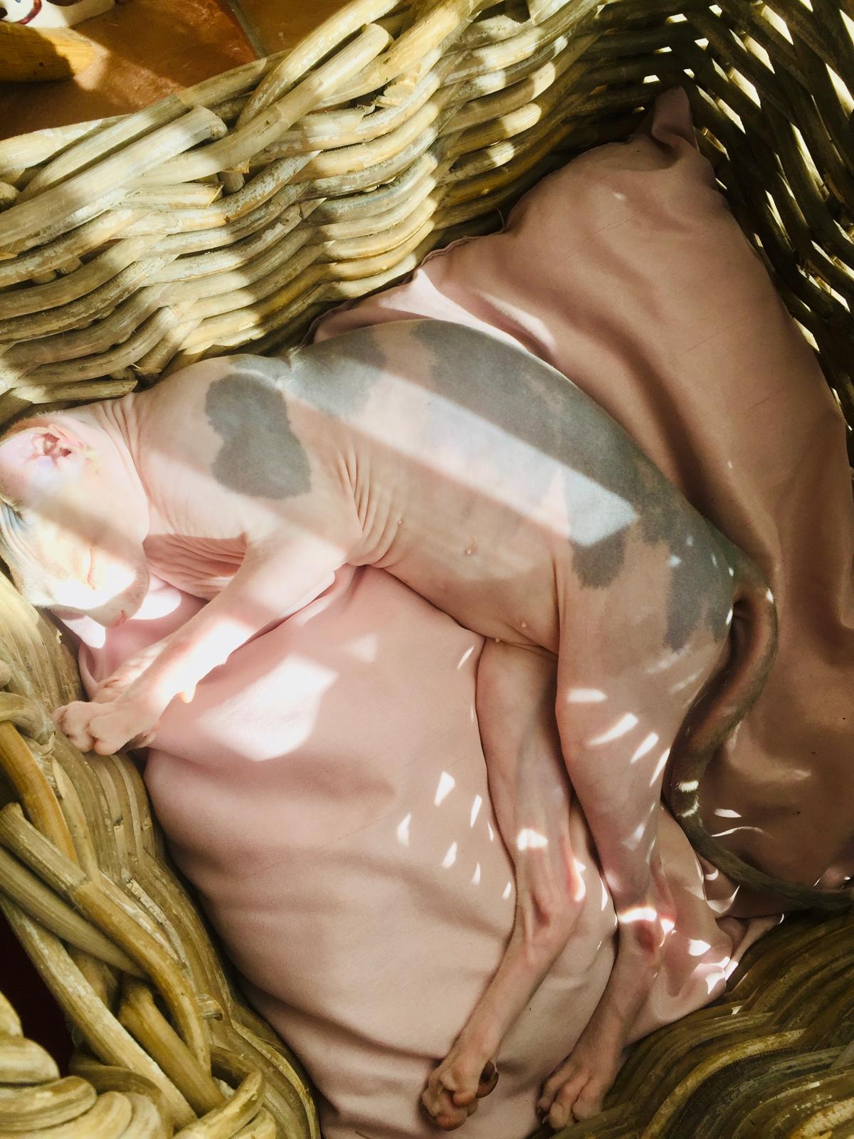 Bibisechka asleep in a wicker basket in the sun, legs stretched out