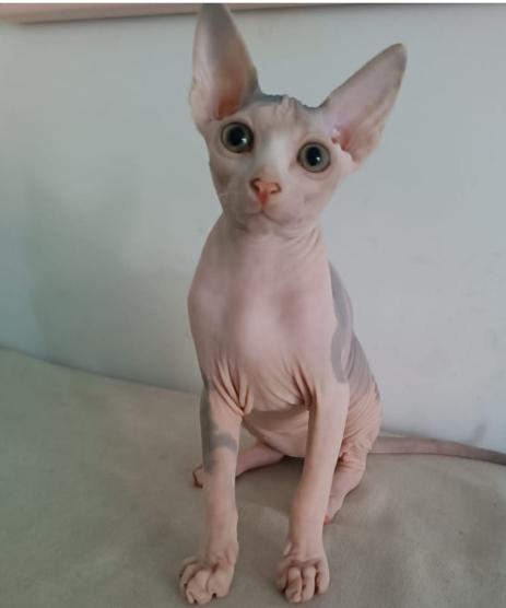 A portrait of Bibisechka: the big ears and watchful eyes of a cosmic girl