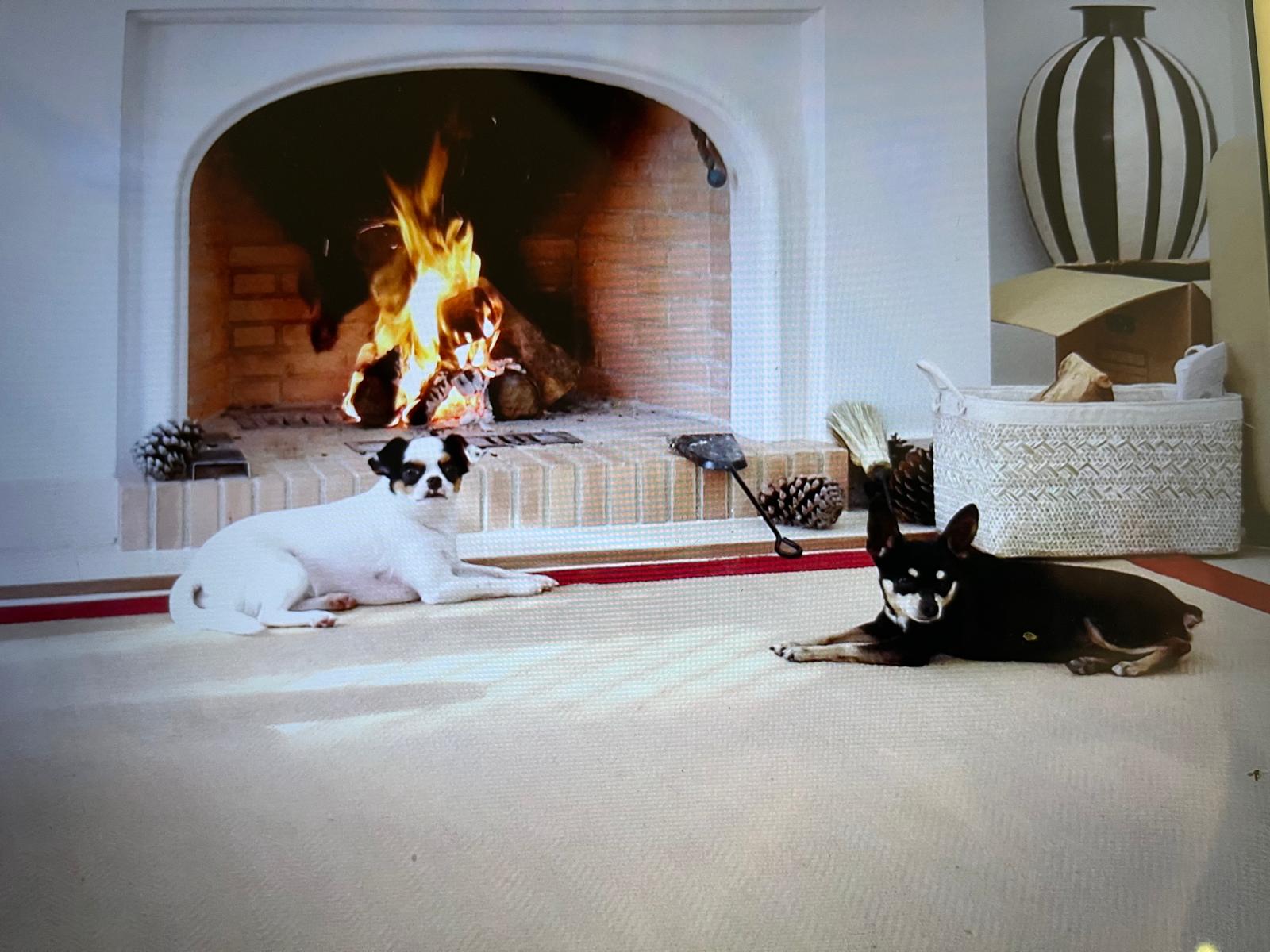 Two small dogs lying on a rug in front of a burning fireplace