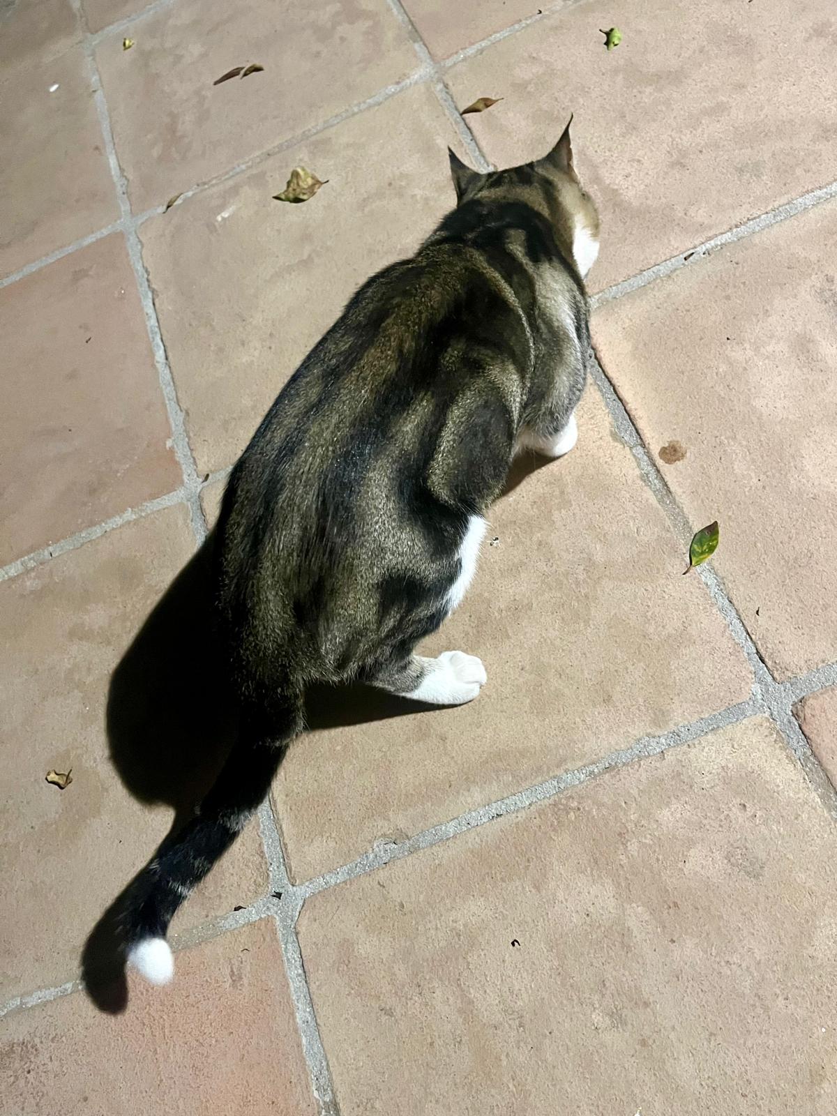 Konstantin walking away across the terrace, an overhead view of his Bengal markings