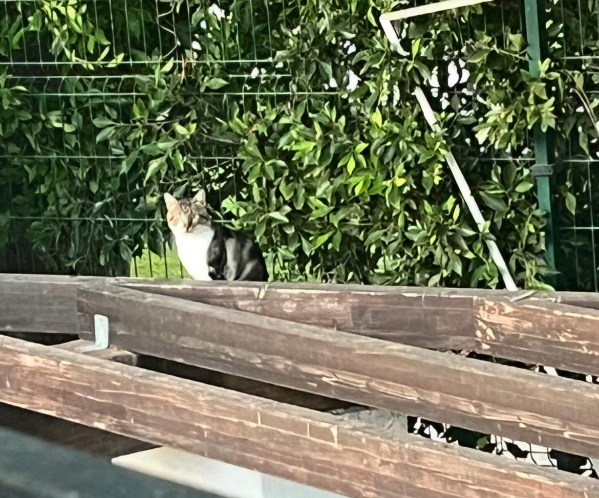 Konstantin on the pergola’s wooden beams, amid the greenery