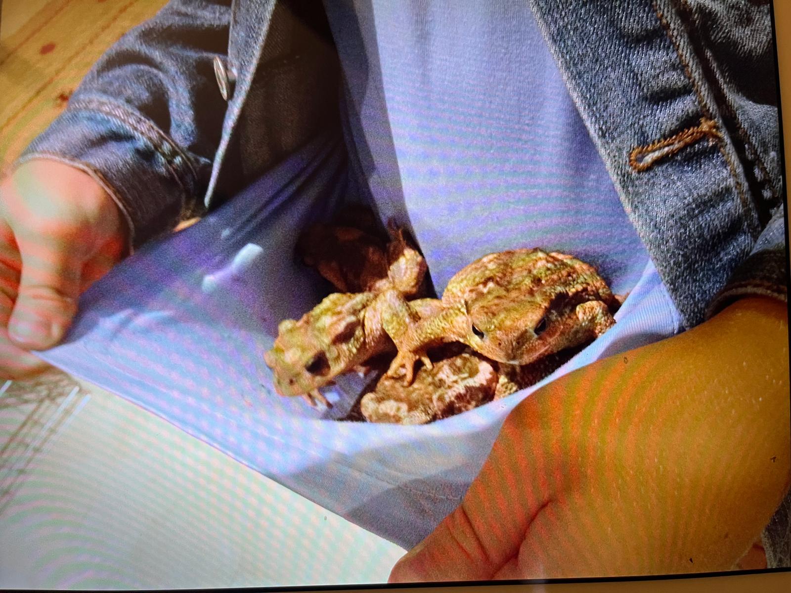 Garden toads, carefully gathered into the youngest son's t-shirt